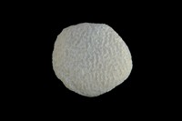 Latusastrea aff  Exiguis. sp 